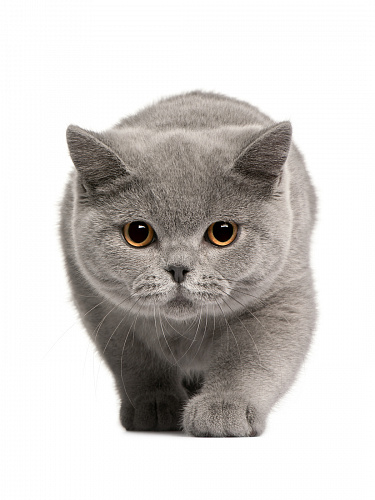 Наклейка Котята 20х20 Наклейка Котята 20х20