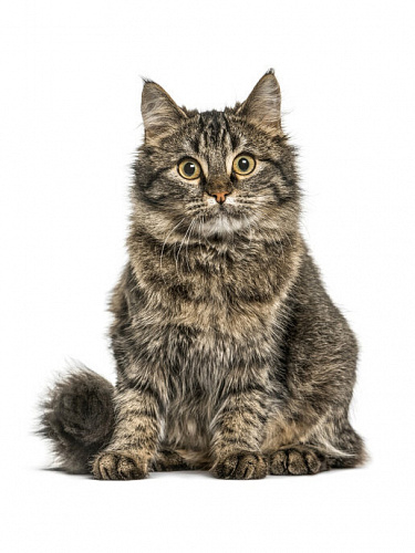 Наклейка Пушистый котёнок Артём 20х20 Наклейка Пушистый котёнок Артём 20х20 artem