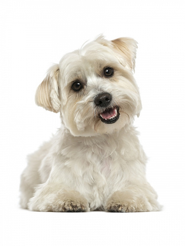 Наклейка интерьерная с собаками Наклейка интерьерная с собаками sobaki