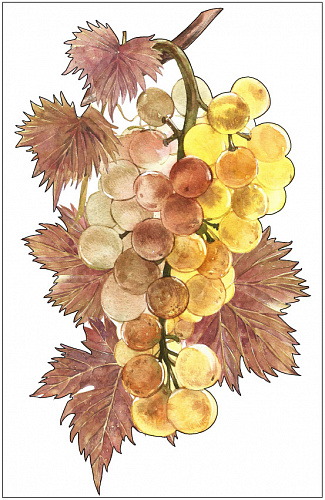 Наклейка интерьерная Виноград 20х30 Наклейка интерьерная Виноград 20х30 vinograd