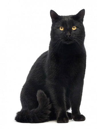 Черный кот 20х30 см