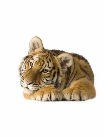 Наклейка интерьерная Тигр 20х30 см
